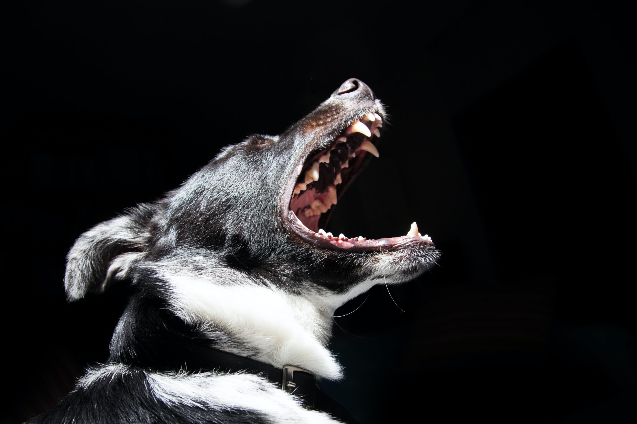 can you sue someone for a barking dog